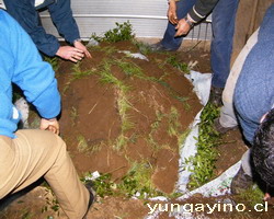 “Curanto En Hoyo”, Organizado por Agrupación Folclórica Cantares de Yungay